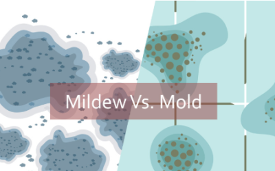Is It Mold or Is It Mildew?