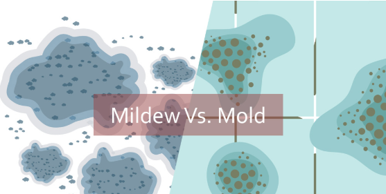 Is It Mold or Is It Mildew?