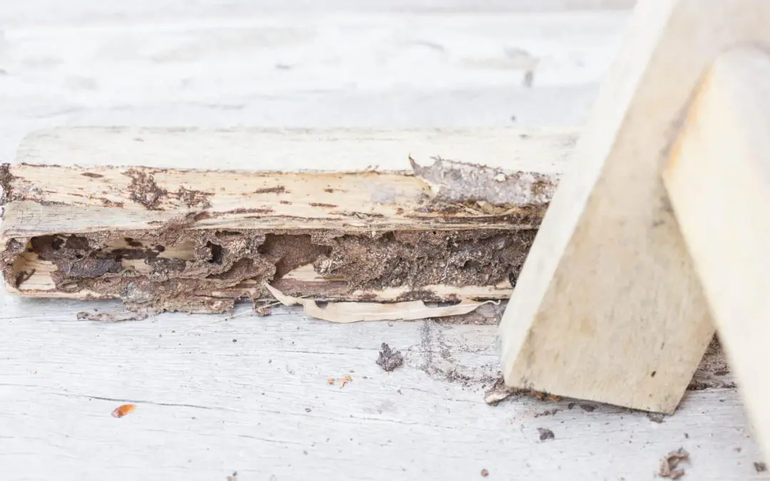 How to Treat and Prevent Termites:  A Southern Pest