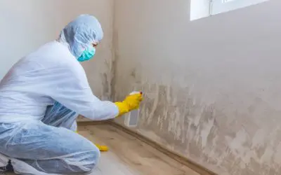 You have mold – now what?! Choosing a Reliable Mold Remediation Contractor
