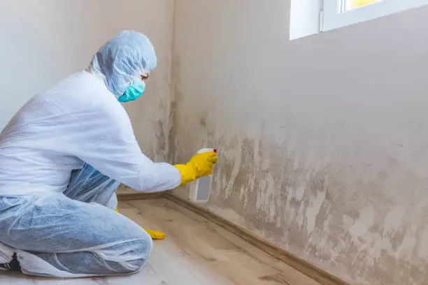 You have mold – now what?!   Choosing a Reliable Mold Remediation Contractor