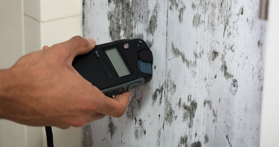 Mold Inspection